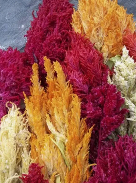CELOSIA, PAMPAS PLUME MIX