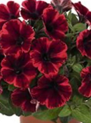 PETUNIA, SWEET FIONA FLASH