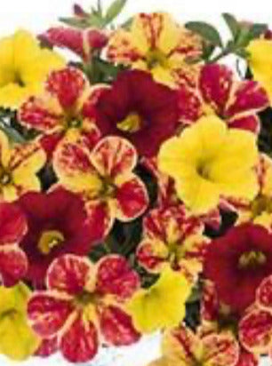 COMBINATION CG, HAWAIIAN NANI PIXI STIX
