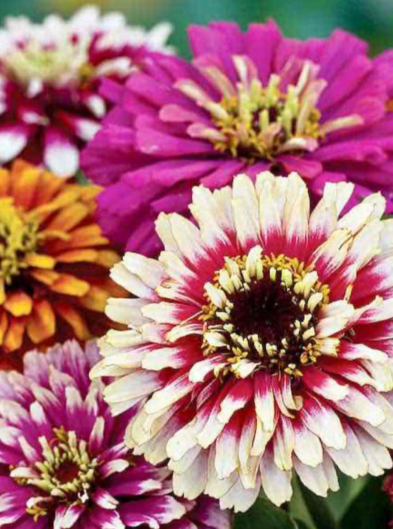 ZINNIA, WHIRLIGIG MIX