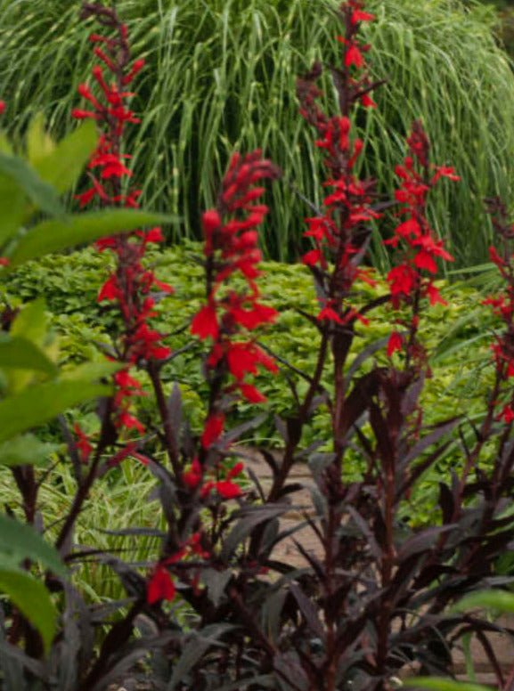 LOBELIA, QUEEN VICTORIA (CARDINAL FLOWER)