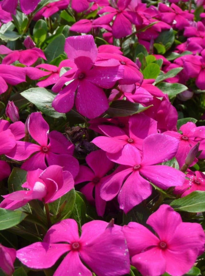 VINCA, CORA CASCADE VIOLET