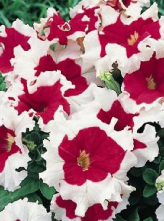 PETUNIA, FROST FIRE
