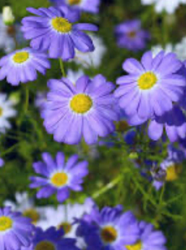 Brachycome Splendor BRACHYCOME, BLUE SPLENDOR – Garden Shack Farm