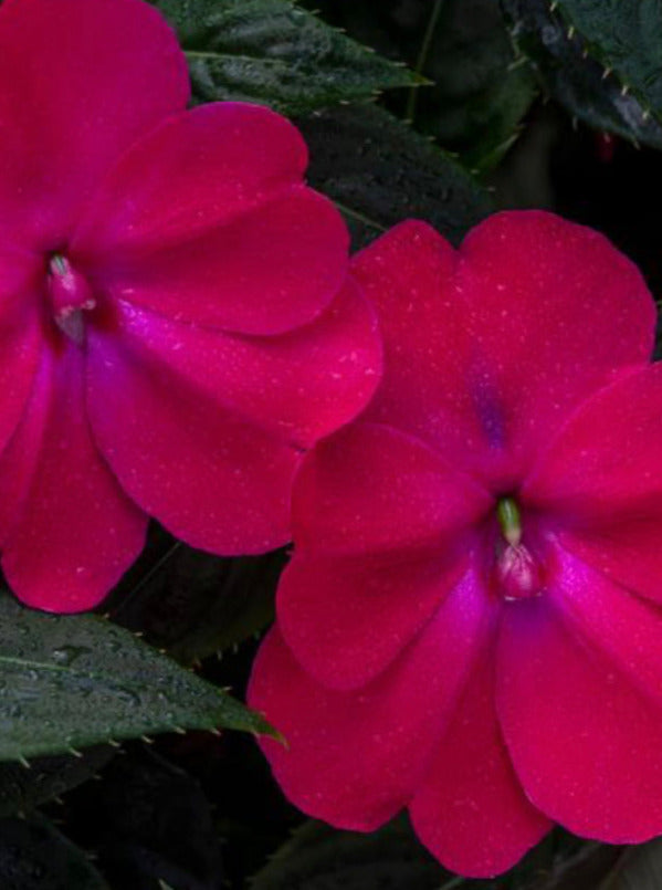 IMPATIENS, N G SUNPATIENS COMPACT ROSE GLOW