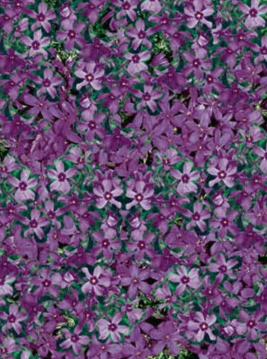 PHLOX, PURPLE BEAUTY (CREEPING PHLOX)