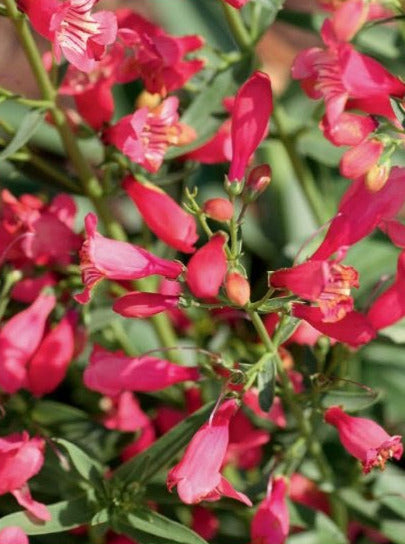 PENSTEMON, RED RIDING HOOD (BEARD TONGUE)