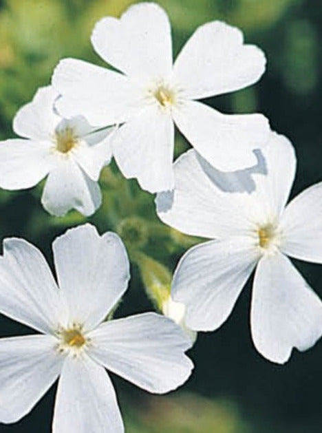 PHLOX, WHITE DELIGHT (CREEPING PHLOX)