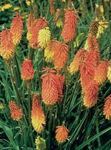 KNIPHOFIA, FLAMENCO (RED HOT POKER)