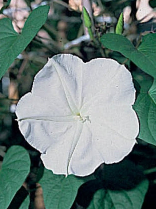 IPOMOEA, MOONFLOWER GIANT WHITE