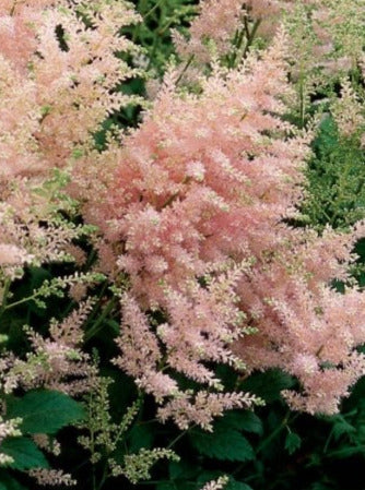 ASTILBE, PEACH BLOSSOM