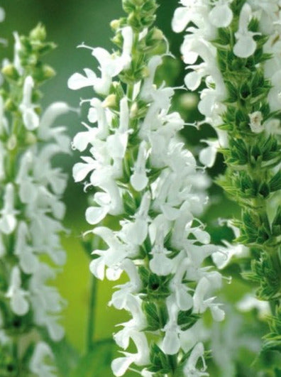 SALVIA, LYRICAL WHITE