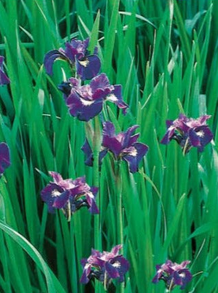 IRIS SIBIRICA, CAESAR'S BROTHER (SIBERIAN IRIS)