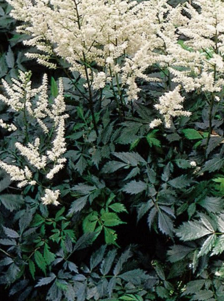 ASTILBE, BRIDAL VEIL