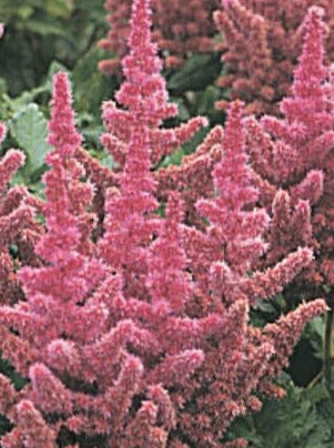 ASTILBE, VISION IN PINK