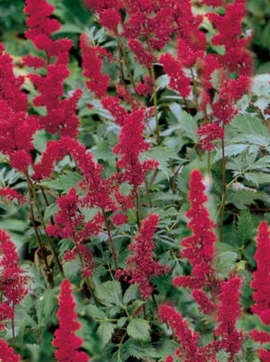 ASTILBE, FANAL