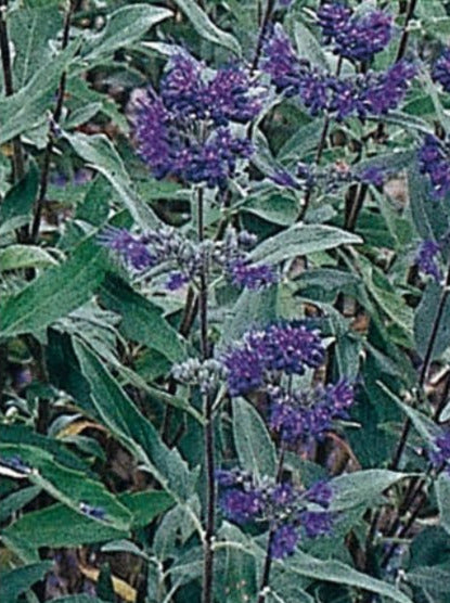 CARYOPTERIS, DARK KNIGHT (BLUEBEARD)