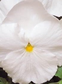PANSY, MATRIX WHITE