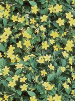 CHRYSOGONUM, PIERRE (GOLDEN STAR)