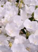 CAMPANULA, RAPIDO WHITE (BELLFLOWER)