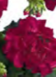 GERANIUM, MAESTRO IDOLS NEON VIOLET