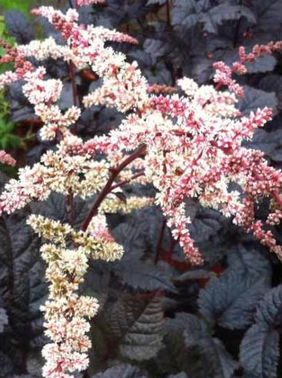 ASTILBE, CHOCOLATE SHOGUN