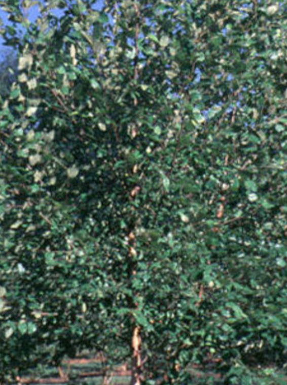 RIVER BIRCH, DURA HEAT