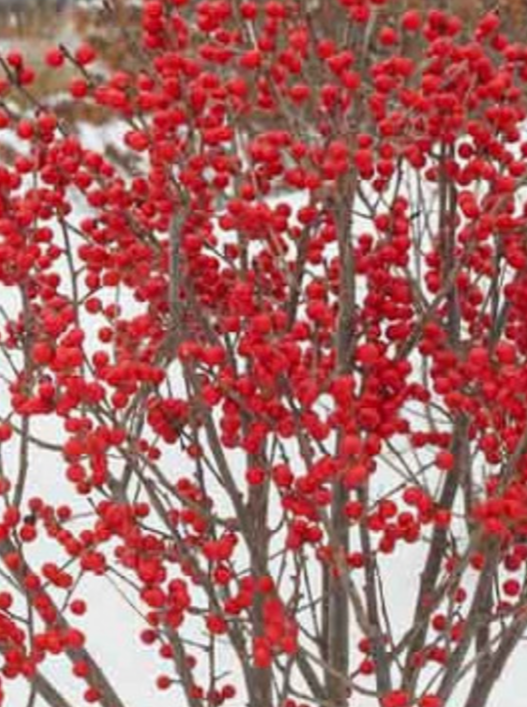 HOLLY, BERRY POPPINS (WINTERBERRY)