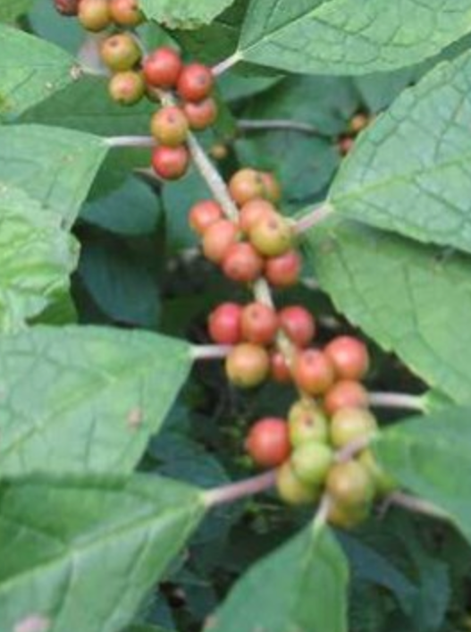 HOLLY, WINTER RED (WINTERBERRY)