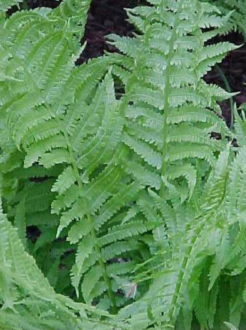 MATTEUCCIA STRUTHIOPTERIS (OSTRICH FERN)