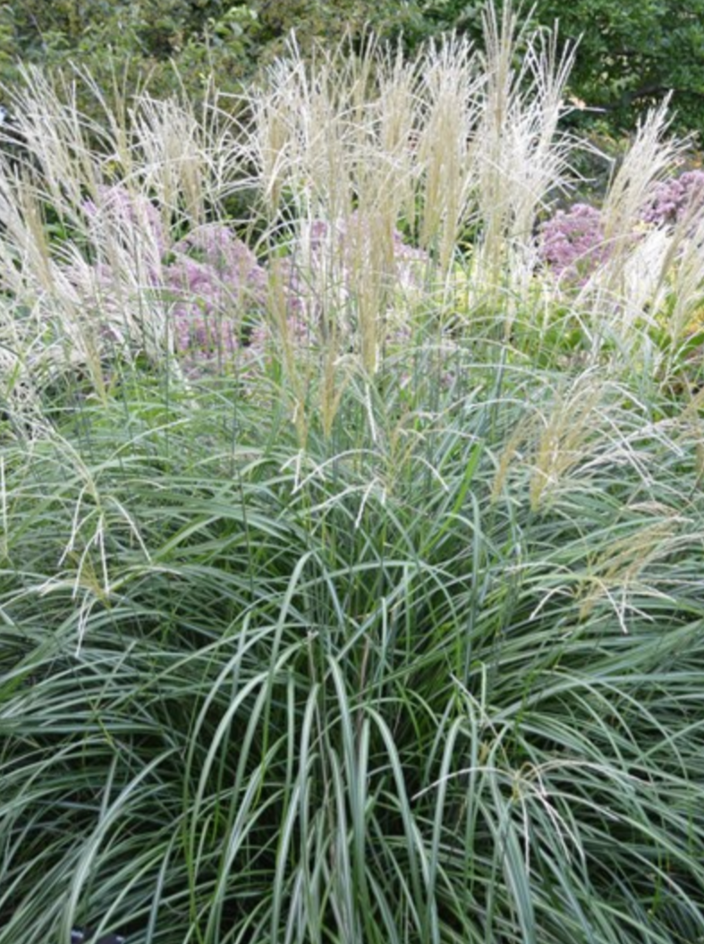 MISCANTHUS, ADAGIO (EULALIA)