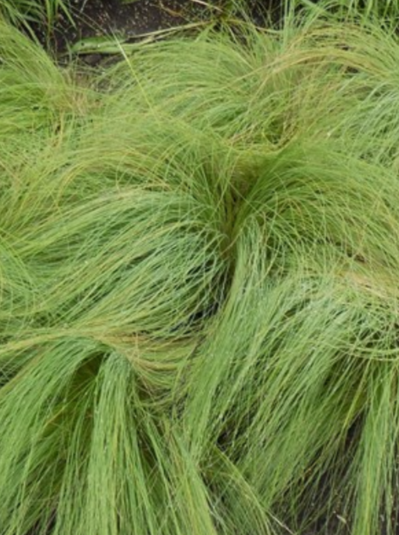 NASSELLA TENUISSIMA, STIPA PONYTAILS