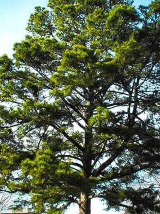 PINE, LOBLOLLY