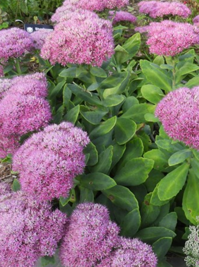 SEDUM, NEON