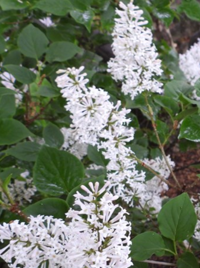 SYRINGA, MISS KIM (LILAC BUSH)