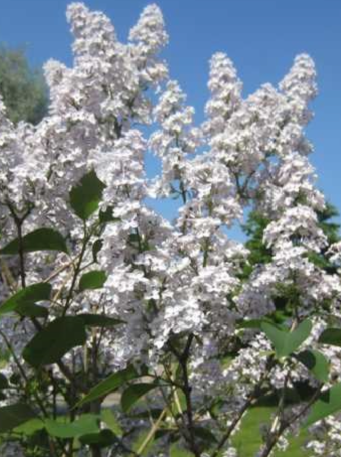 SYRINGA VULGARIS (LILAC BUSH)