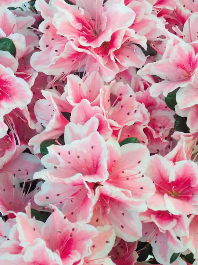 AZALEA, CONVERSATION PIECE