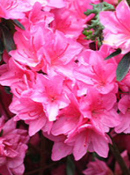 AZALEA, TRADITION