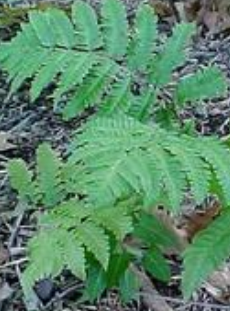 DRYOPTERIS GOLDIANA (GOLDIE'S FERN)