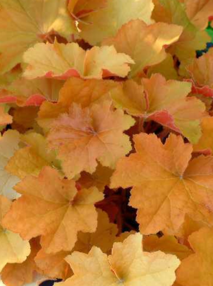 HEUCHERA, CARAMEL (CORAL BELLS)
