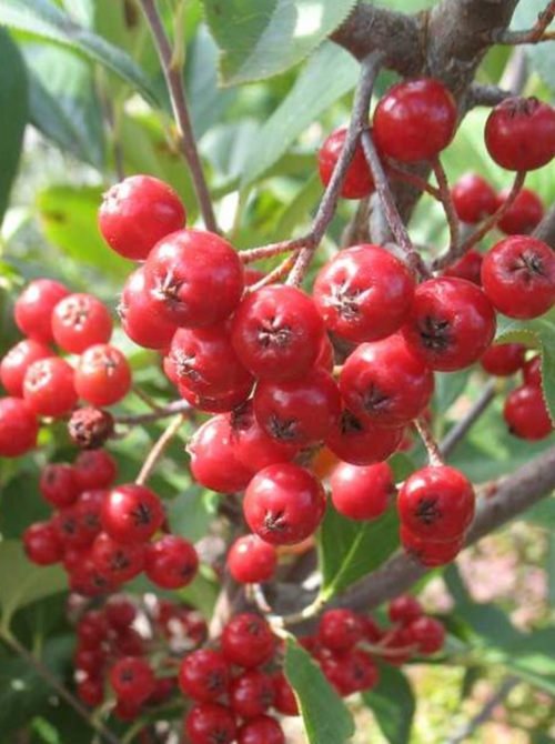 ARONIA, BRILLIANTISSIMA (RED CHOKEBERRY BUSH)