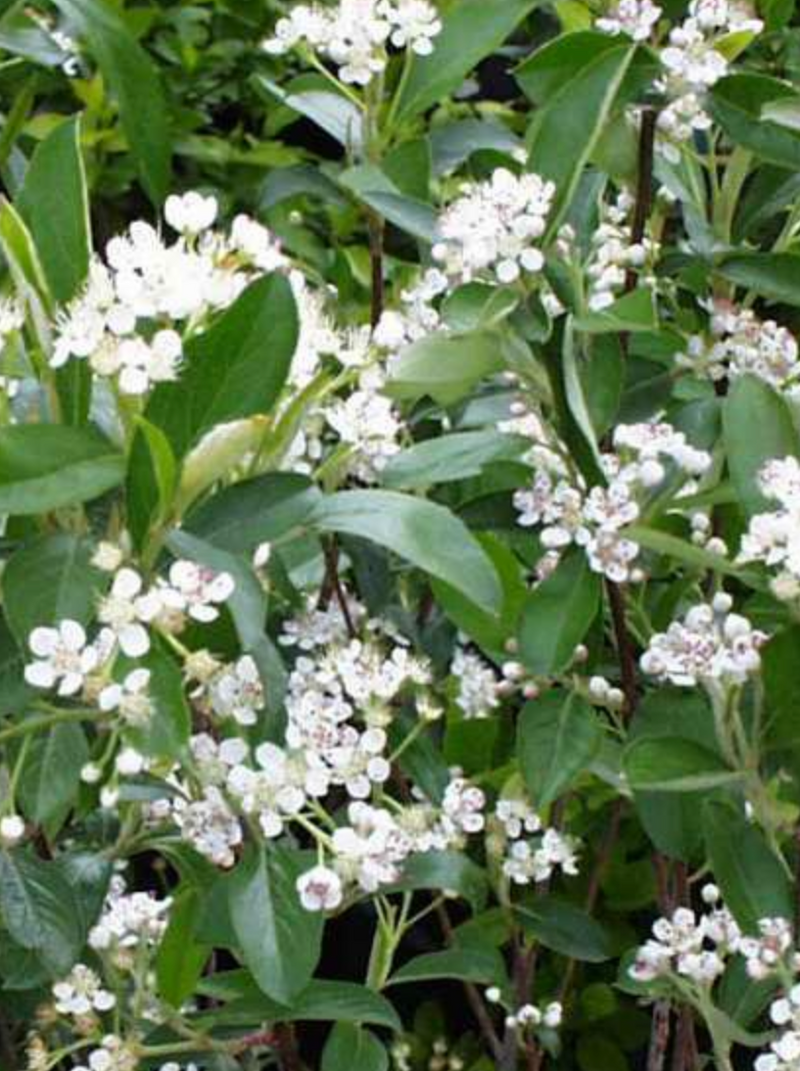 ARONIA, BRILLIANTISSIMA (RED CHOKEBERRY BUSH)