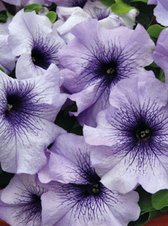 PETUNIA, LIMBO BLUE VEINED
