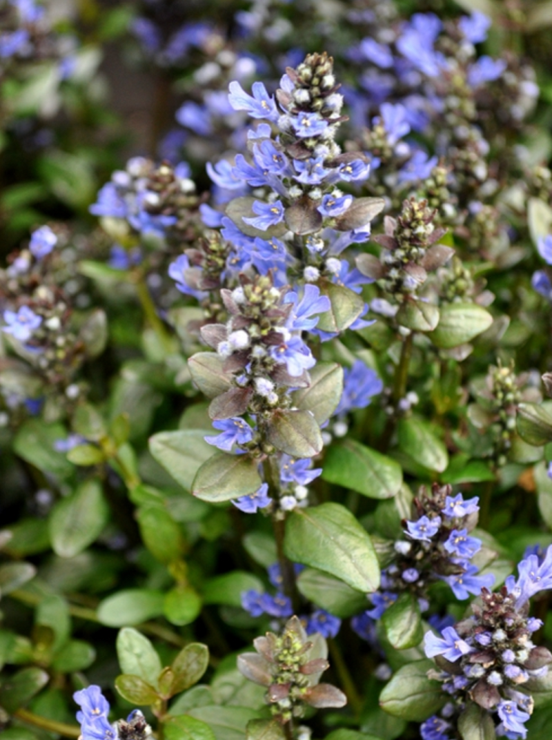 chocolate chip ajuga plant AJUGA, CHOCOLATE CHIP (BUGLEWEED) – Garden Shack Farm
