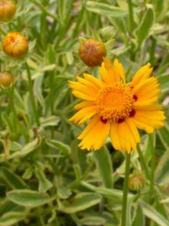 COREOPSIS, TEQUILA SUNRISE (TICKSEED)