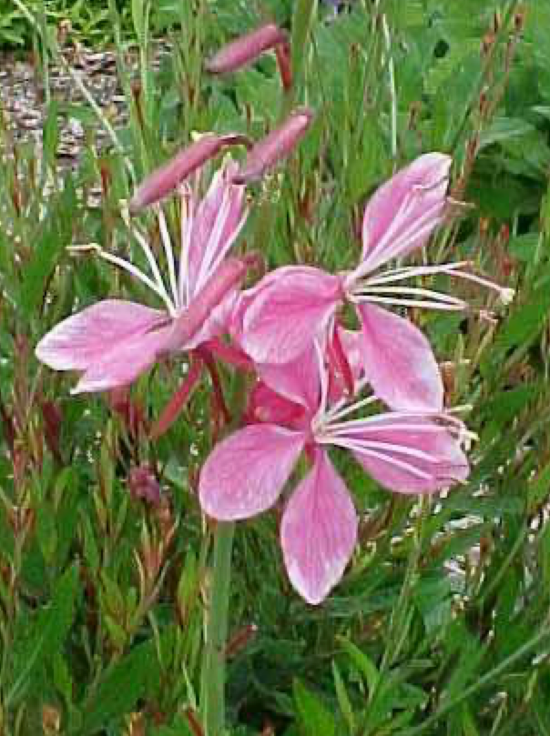 GAURA, SISKIYOU PINK (WAND FLOWER)