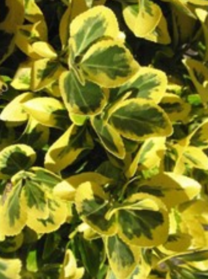 EUONYMUS, AUREO-MARGINATA