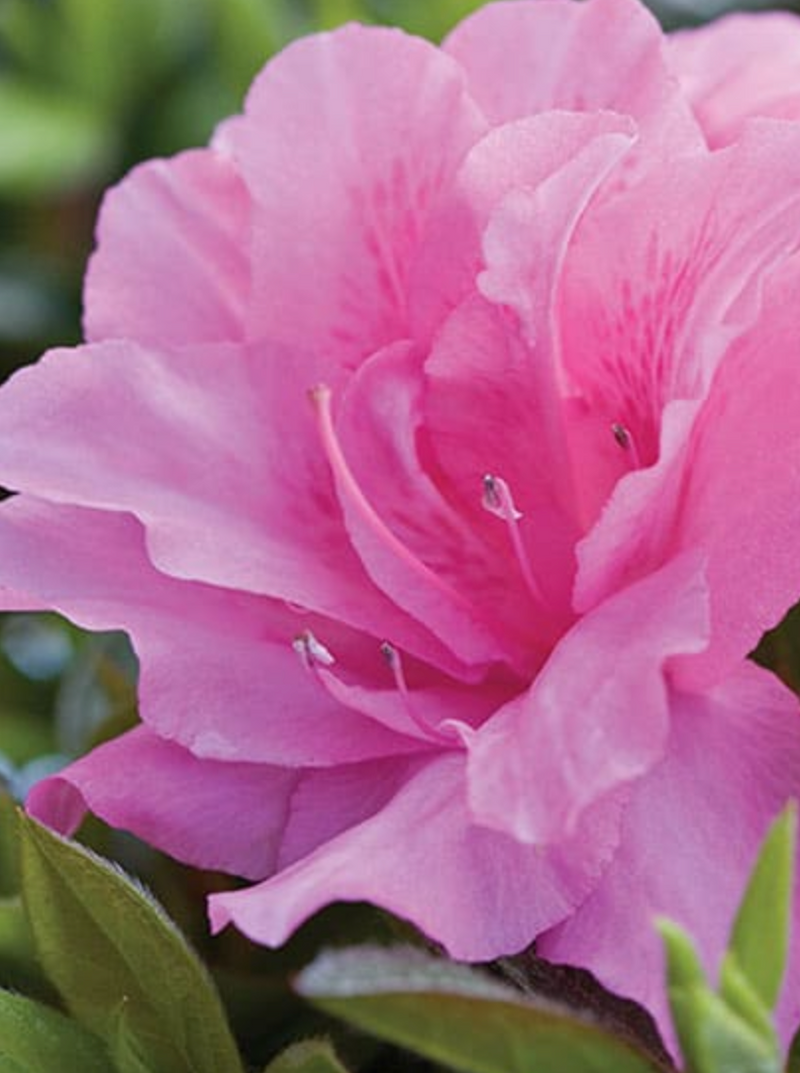 AZALEA, ENCORE AUTUMN CARNATION