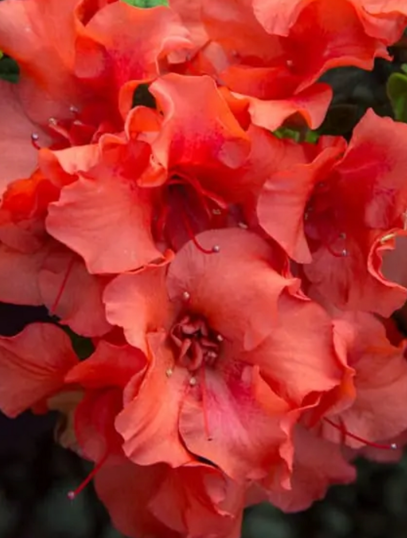AZALEA, ENCORE AUTUMN EMBERS