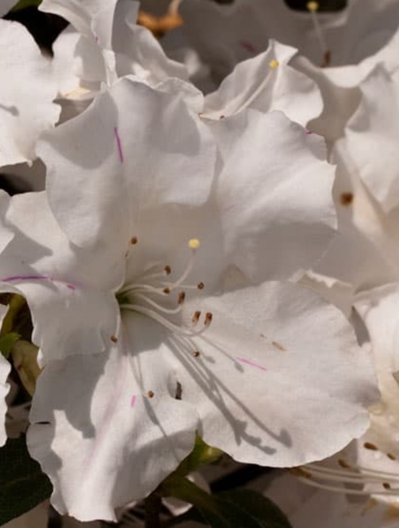 AZALEA, ENCORE AUTUMN LILY